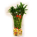 Lucky Bamboo in Cat