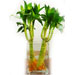 Lucky Bamboo in Square Glass
