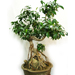 Deluxe Ficus Bonsai