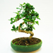 Ficus Bonsai