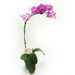 Orchids 4