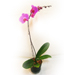 Single Stem Purple Orchid 6