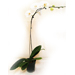 Single Stem White Orchid 7