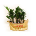 Potted Gold Coin Tree